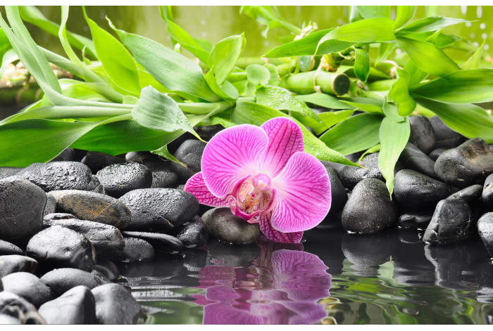 Модульная картина Бамбук и розовая орхидея