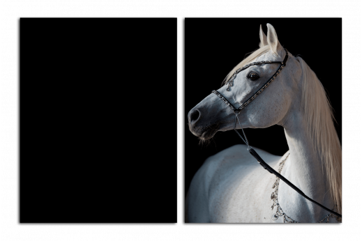 Модульная картина Белый конь